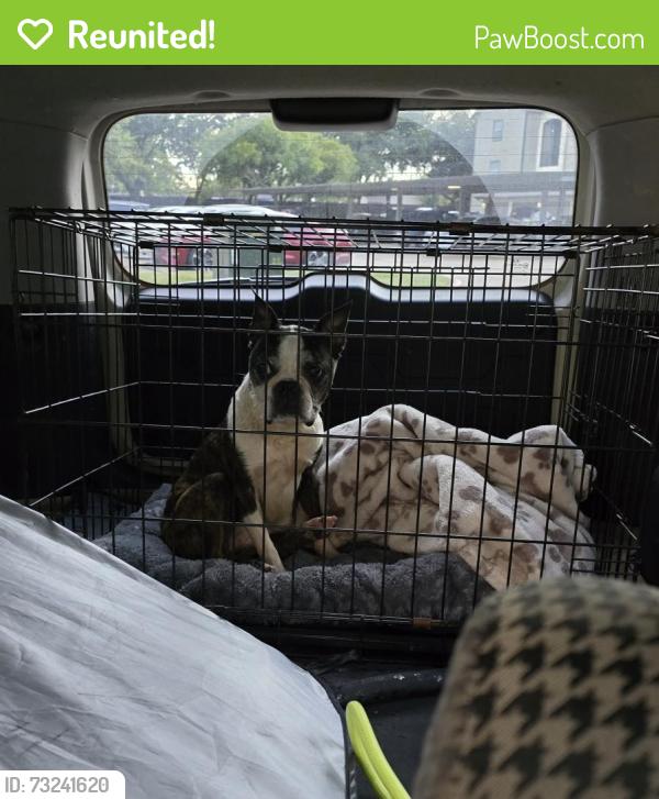Reunited Female Dog last seen Antoine & Long Creek, Houston, TX 77088