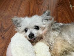 Lost Male Dog last seen Puente & Francisquito, Baldwin Park, CA 91706