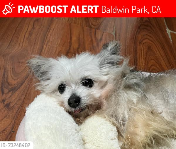 Lost Male Dog last seen Puente & Francisquito, Baldwin Park, CA 91706
