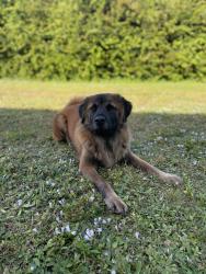 Lost Female Dog last seen Palm Beach blvd and Babcock Ranch Rd, Fort Myers, FL 33905