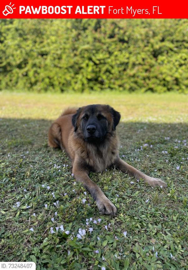 Lost Female Dog last seen Palm Beach blvd and Babcock Ranch Rd, Fort Myers, FL 33905