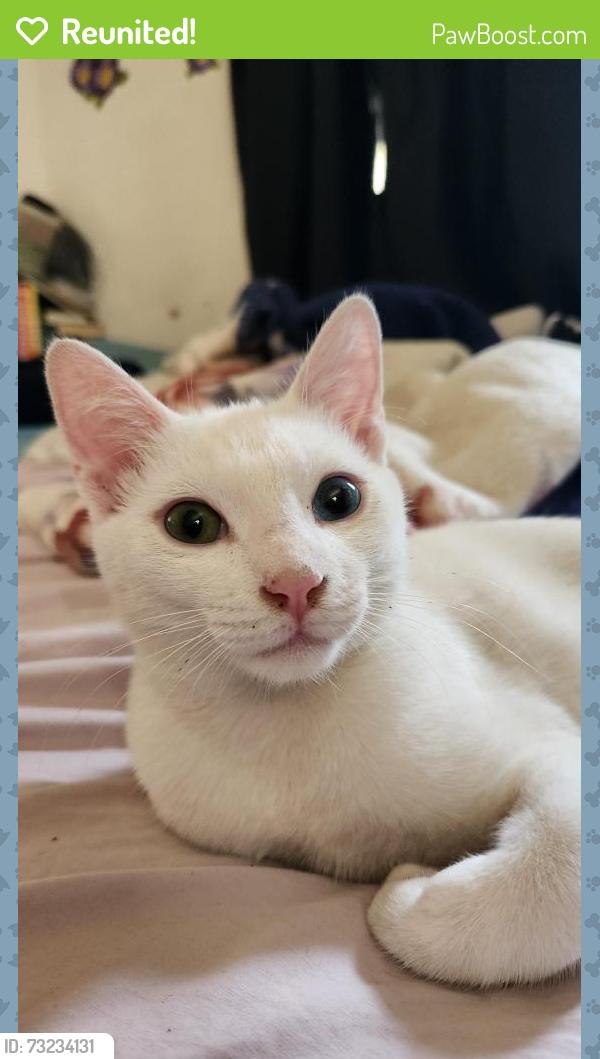 Reunited Male Cat last seen Barbie St., Los Angeles, CA 90031