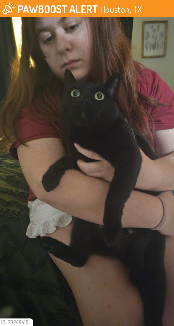 Found/Stray Female Cat last seen Barker Cypress and S Park View, Houston, TX 77084