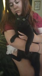 Found/Stray Female Cat last seen Barker Cypress and S Park View, Houston, TX 77084