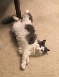 Lost Male Cat last seen Belvoir Dr and Burning Tree Dr, Greensboro, NC 27406
