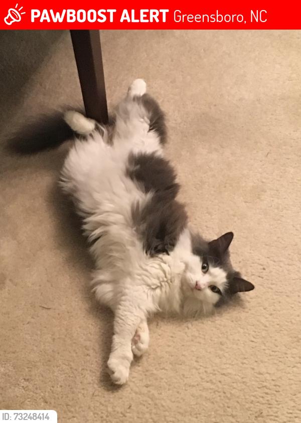 Lost Male Cat last seen Belvoir Dr and Burning Tree Dr, Greensboro, NC 27406