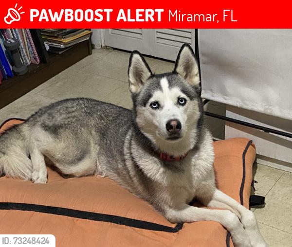 Lost Male Dog last seen Near, Miramar, FL 33023