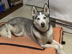 Lost Male Dog last seen Near, Miramar, FL 33023