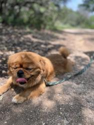 Lost Male Dog last seen Clovis Pl and Garnett south side, San Antonio, TX 78221