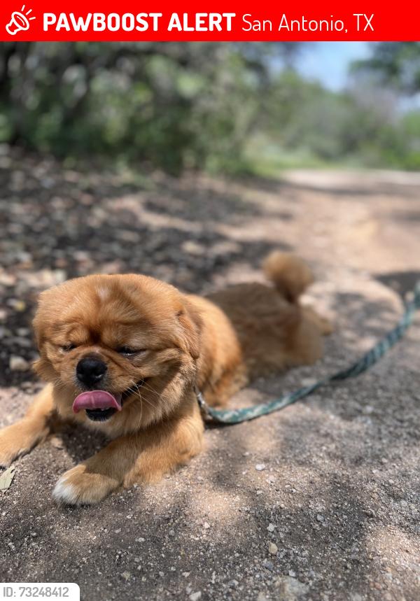 Lost Male Dog last seen Clovis Pl and Garnett south side, San Antonio, TX 78221