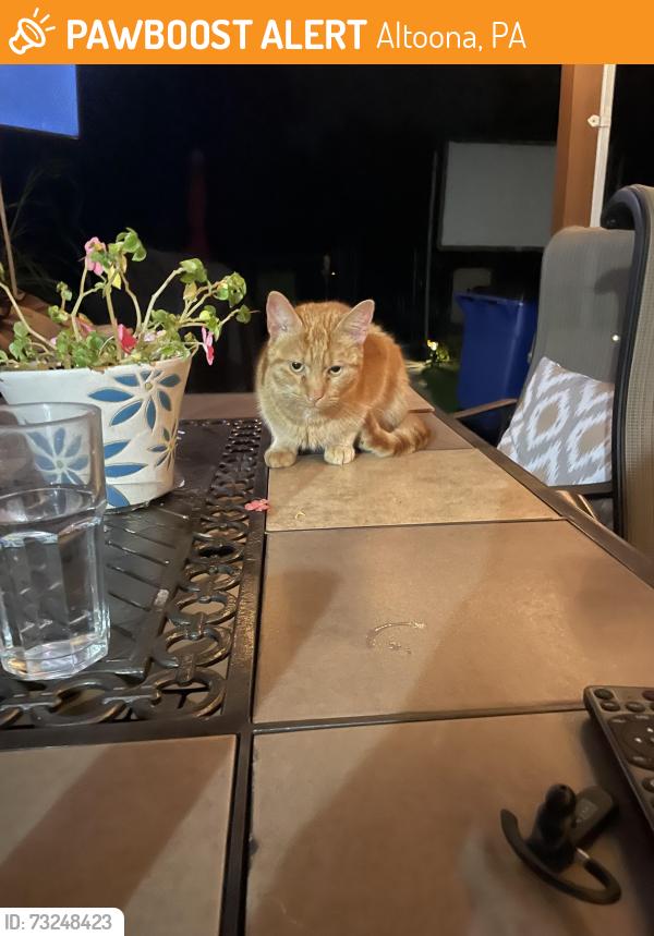 Found/Stray Unknown Cat last seen Ponderosa Drive/Grandview Dr, Altoona, PA 16601