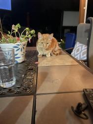 Found/Stray Unknown Cat last seen Ponderosa Drive/Grandview Dr, Altoona, PA 16601
