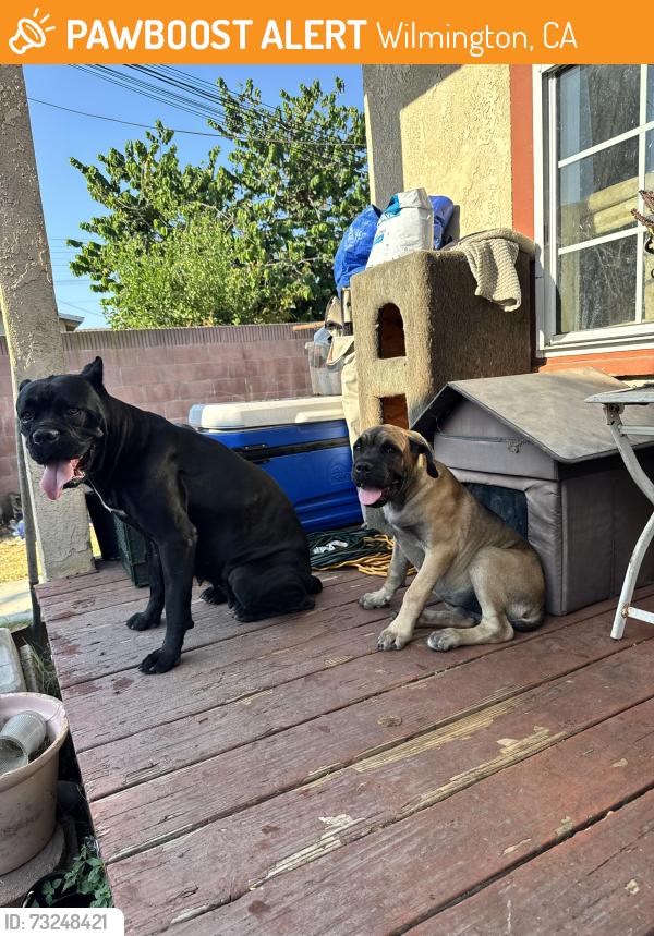 Found/Stray Female Dog last seen Wilhall park recreation center, Wilmington, CA 90744