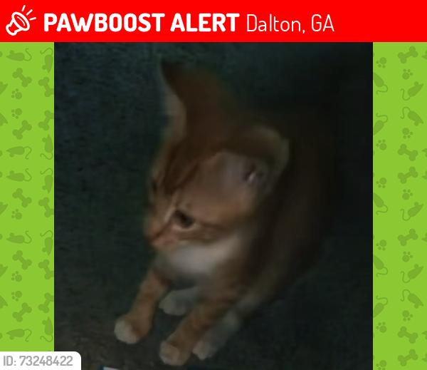 Lost Unknown Cat last seen Dawnvile road. Across from old bowling alley, Dalton, GA 30721