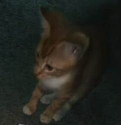 Lost Unknown Cat last seen Dawnvile road. Across from old bowling alley, Dalton, GA 30721