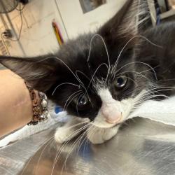 Shelter Stray Female Cat last seen , 2451 N Expressway 281, Edinburg, TX 78541, USA