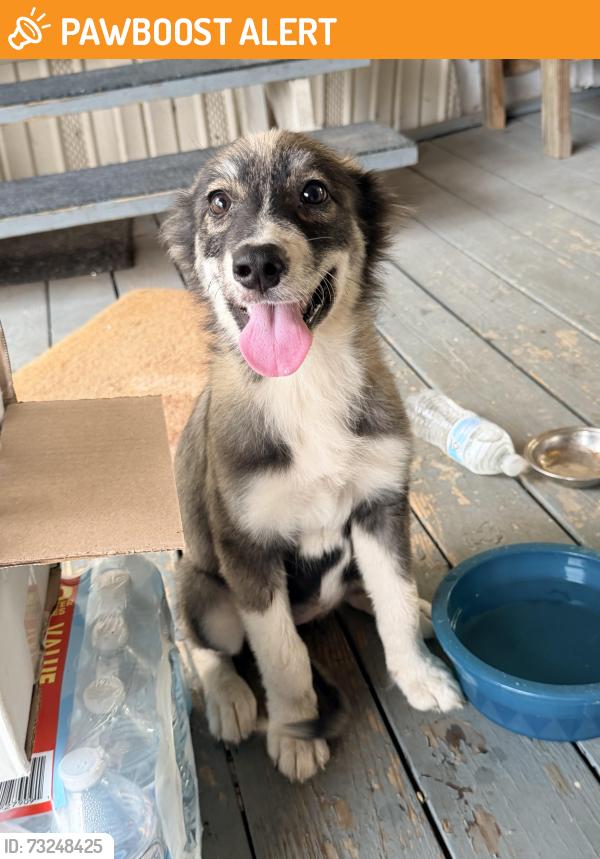 Found/Stray Female Dog last seen County road 4060, Kaufman County, TX 75158