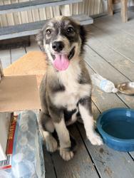 Found/Stray Female Dog last seen County road 4060, Kaufman County, TX 75158