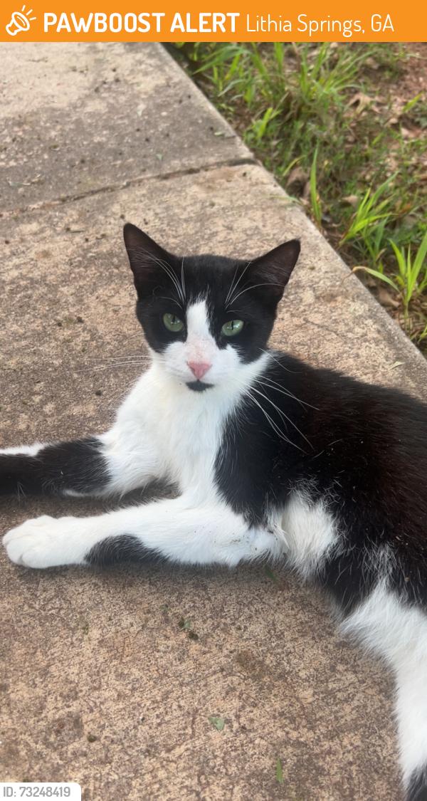 Found/Stray Unknown Cat last seen Lithia Springs Park, Lithia Springs, GA 30122