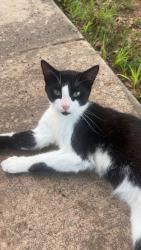 Found/Stray Unknown Cat last seen Lithia Springs Park, Lithia Springs, GA 30122