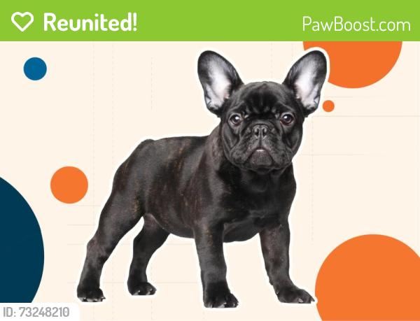 Reunited Male Dog last seen 60th west and K, Lancaster, CA 93536