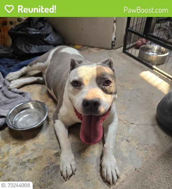 Reunited Female Dog last seen Tabor St, Idaho Falls, ID 83401