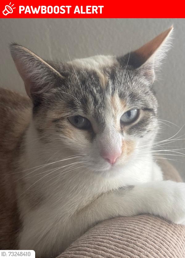 Lost Female Cat last seen Bushard & Yorktown, Huntington Beach, CA 92646