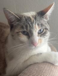 Lost Female Cat last seen Bushard & Yorktown, Huntington Beach, CA 92646
