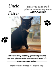 Lost Male Cat last seen Nisqually meadows, Yelm, WA 98597