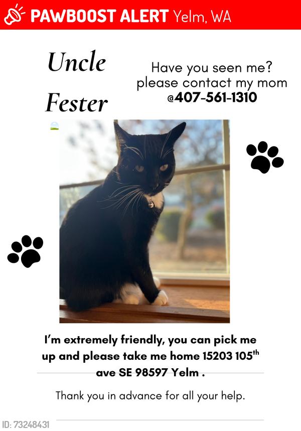 Lost Male Cat last seen Nisqually meadows, Yelm, WA 98597