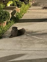 Found/Stray Unknown Cat last seen Spanish Lakes Park, Hialeah, FL 33015