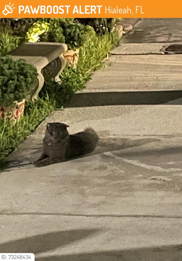 Found/Stray Unknown Cat last seen Spanish Lakes Park, Hialeah, FL 33015