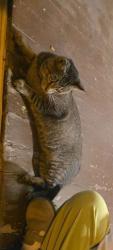 Found/Stray Male Cat last seen Near W James St near the Theological Seminar, Lancaster, PA 17603