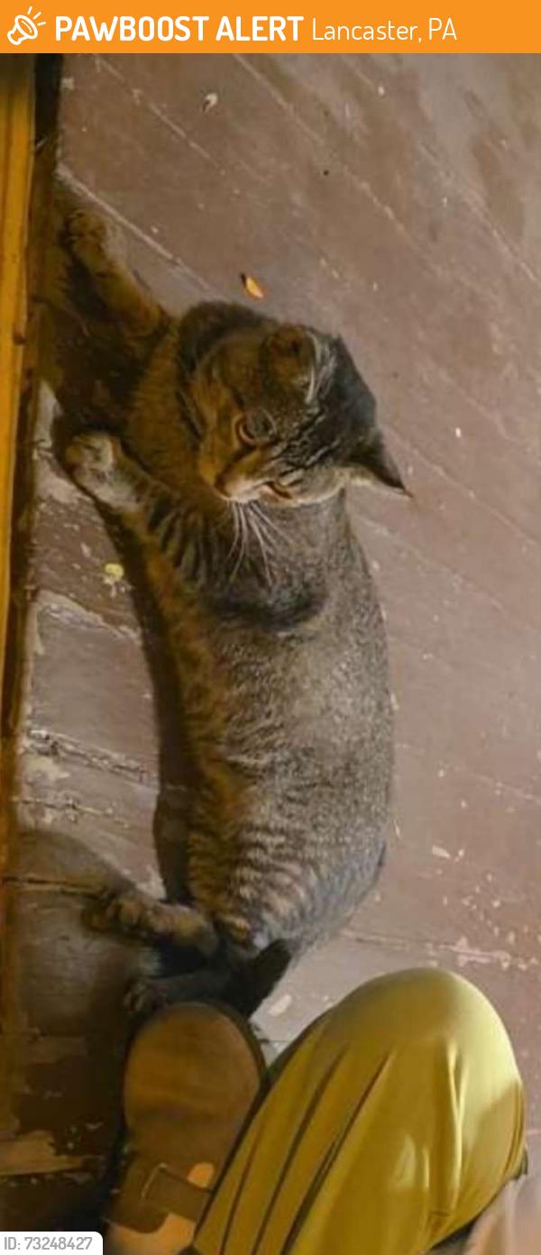Found/Stray Male Cat last seen Near W James St near the Theological Seminar, Lancaster, PA 17603