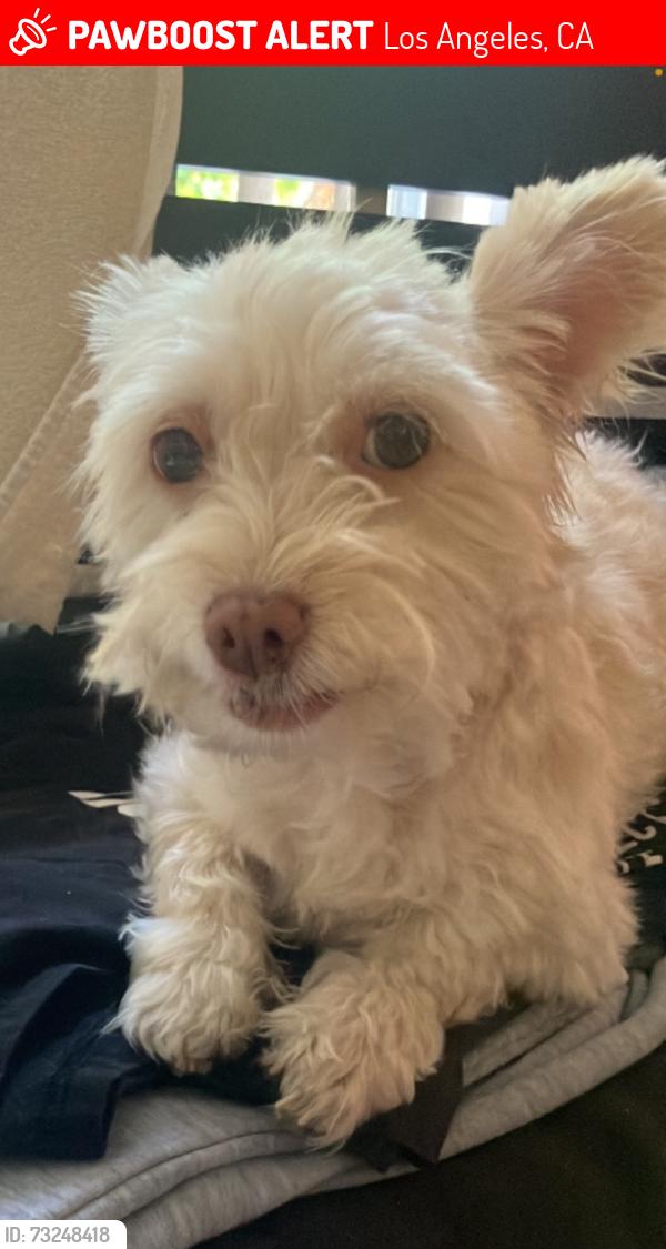 Lost Female Dog last seen Central and Firestone, Los Angeles, CA 90001