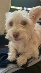 Lost Female Dog last seen Central and Firestone, Los Angeles, CA 90001