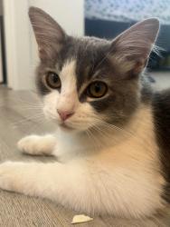 Lost Female Cat last seen Talavera dr, Lincoln, CA 95648