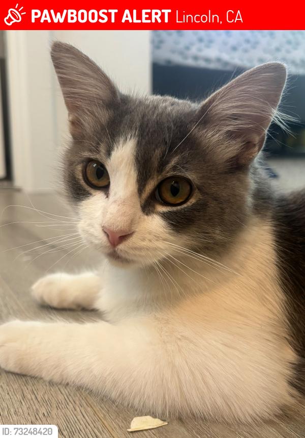 Lost Female Cat last seen Talavera dr, Lincoln, CA 95648