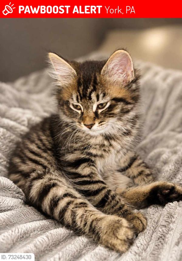 Lost Female Cat last seen E Poplar St and S Queen St, York, PA 17403