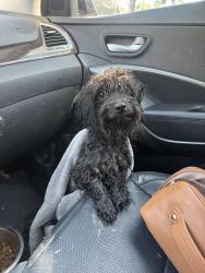 Found/Stray Male Dog last seen Milwaukee and Ustick, Boise, ID 83704