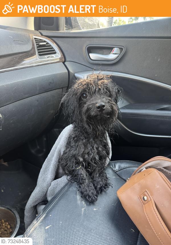 Found/Stray Male Dog last seen Milwaukee and Ustick, Boise, ID 83704