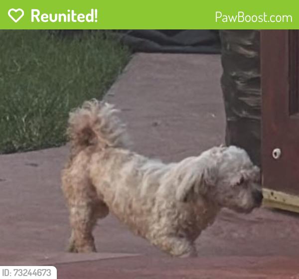 Reunited Female Dog last seen E Iris Street & E Arcadia Street, Oxnard, CA 93033