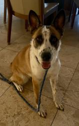 Found/Stray Female Dog last seen S 182nd Dr, Goodyear, AZ 85338