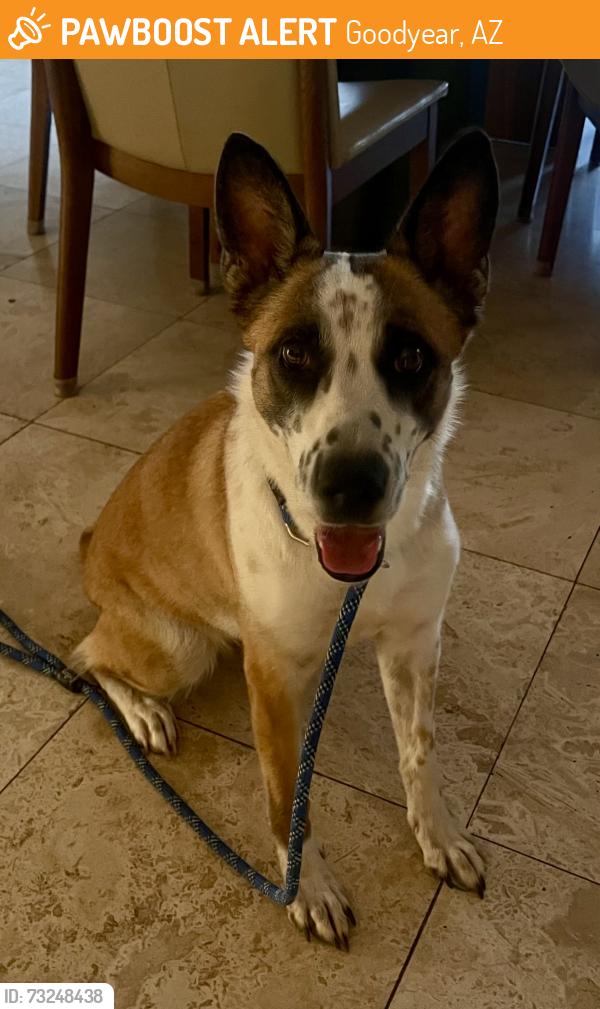 Found/Stray Female Dog last seen S 182nd Dr, Goodyear, AZ 85338