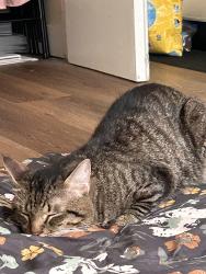 Lost Male Cat last seen H mart bayside, Куинс, NY 11361