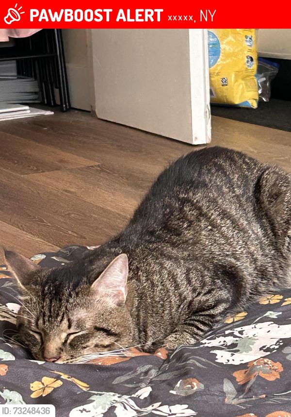 Lost Male Cat last seen H mart bayside, Куинс, NY 11361