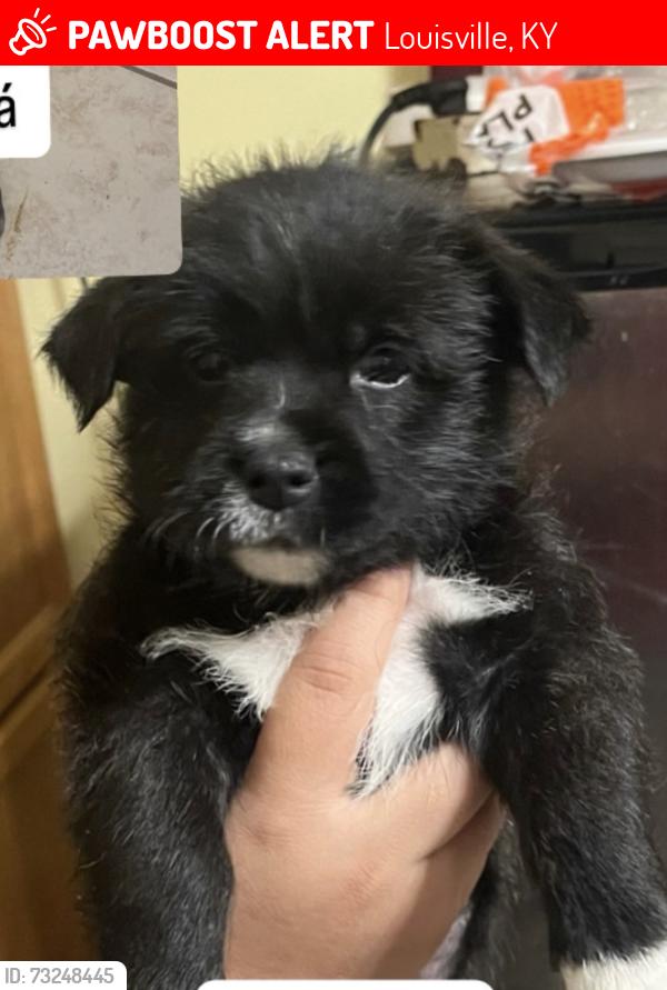 Lost Male Dog last seen Whitewater river, Louisville, KY 40203