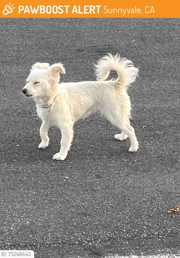 Found/Stray Unknown Dog last seen Roaming in neighborhoods near the park, Sunnyvale, CA 94089