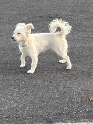 Found/Stray Unknown Dog last seen Roaming in neighborhoods near the park, Sunnyvale, CA 94089