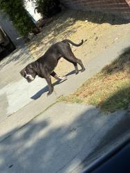 Lost Male Dog last seen Firestone and Ardmore Ave, South Gate, CA 90280